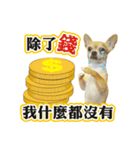 DOG IS RICHEST（個別スタンプ：11）