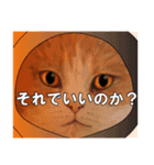 俺様的な ねこ50%（個別スタンプ：21）