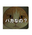 俺様的な ねこ50%（個別スタンプ：24）