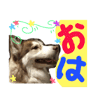 ハスキー犬no.4（個別スタンプ：1）