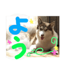 ハスキー犬no.4（個別スタンプ：2）