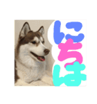 ハスキー犬no.4（個別スタンプ：6）