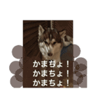 ハスキー犬no.4（個別スタンプ：15）