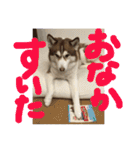 ハスキー犬no.4（個別スタンプ：19）