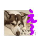 ハスキー犬no.4（個別スタンプ：21）