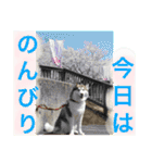 ハスキー犬no.4（個別スタンプ：40）