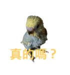 Budgerigar rainbow（個別スタンプ：2）