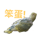 Budgerigar rainbow（個別スタンプ：10）