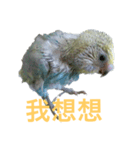 Budgerigar rainbow（個別スタンプ：19）