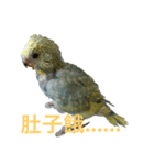 Budgerigar rainbow（個別スタンプ：27）