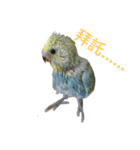 Budgerigar rainbow（個別スタンプ：34）