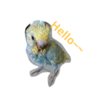 Budgerigar rainbow（個別スタンプ：37）