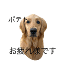 goldenretrieverpotato（個別スタンプ：1）