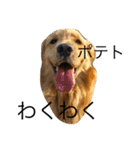 goldenretrieverpotato（個別スタンプ：2）