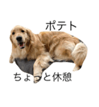 goldenretrieverpotato（個別スタンプ：3）