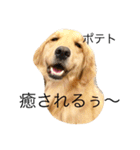 goldenretrieverpotato（個別スタンプ：4）