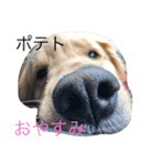 goldenretrieverpotato（個別スタンプ：5）