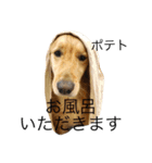 goldenretrieverpotato（個別スタンプ：6）