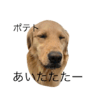 goldenretrieverpotato（個別スタンプ：7）