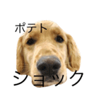 goldenretrieverpotato（個別スタンプ：10）