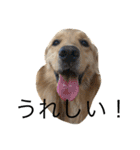 goldenretrieverpotato（個別スタンプ：12）