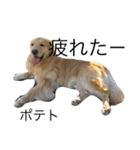 goldenretrieverpotato（個別スタンプ：13）