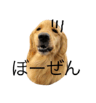 goldenretrieverpotato（個別スタンプ：14）