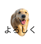 goldenretrieverpotato（個別スタンプ：15）