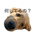 goldenretrieverpotato（個別スタンプ：16）