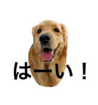 goldenretrieverpotato（個別スタンプ：17）