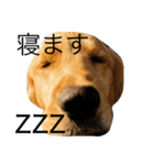 goldenretrieverpotato（個別スタンプ：18）