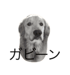 goldenretrieverpotato（個別スタンプ：19）