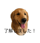 goldenretrieverpotato（個別スタンプ：21）