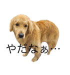 goldenretrieverpotato（個別スタンプ：22）