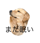 goldenretrieverpotato（個別スタンプ：23）