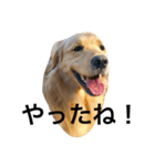 goldenretrieverpotato（個別スタンプ：24）