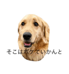 goldenretrieverpotato（個別スタンプ：25）