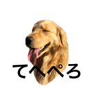 goldenretrieverpotato（個別スタンプ：26）