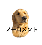 goldenretrieverpotato（個別スタンプ：28）