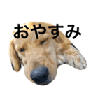 goldenretrieverpotato（個別スタンプ：29）