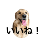 goldenretrieverpotato（個別スタンプ：30）