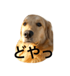 goldenretrieverpotato（個別スタンプ：31）