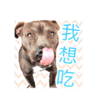 Baby＆Dog_（個別スタンプ：1）