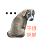 DOG UGLY（個別スタンプ：2）