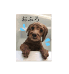 愛犬ミントスタンプ3（個別スタンプ：10）