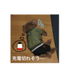 愛犬ミントスタンプ3（個別スタンプ：24）