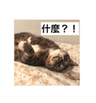 Fall in love with cats！（個別スタンプ：8）