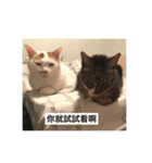 Fall in love with cats！（個別スタンプ：13）