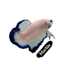 Betta thailand v.2（個別スタンプ：6）