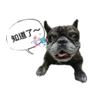 APPLE-French bulldog（個別スタンプ：4）